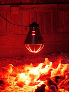 Лампа ИКЗК Е27 250Вт 220V д/птичника №06085