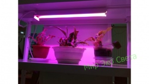 Свет-к св/диод линейный Т8 8W ФИТО (д/растений) IP20 №04558